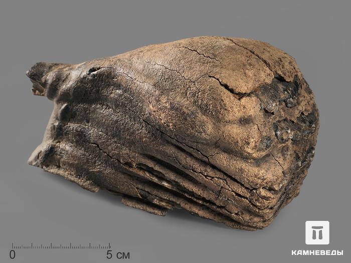 Зуб мамонта, 14,5х8,5х6,5 см, 20121, фото 1